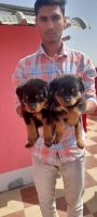 Rottweiler Puppies for sale in Nanded Bus Stand Rd, Doctor Lane, Khadakpura, Nanded-Waghala, Maharashtra 431601, India. price: 20000 INR