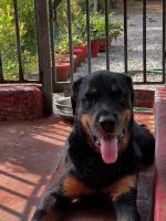Rottweiler Puppies for sale in Alur, Kerala, India. price: NA