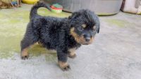 Rottweiler Puppies for sale in Jamshedpur, Jharkhand, India. price: 22000 INR