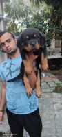 Rottweiler Puppies for sale in Mumbai, Maharashtra, India. price: 25000 INR