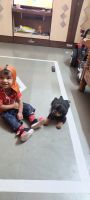 Rottweiler Puppies for sale in Bhekrai Nagar, Fursungi, Maharashtra 412308, India. price: 20000 INR