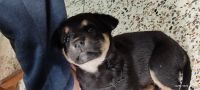 Rottweiler Puppies for sale in Jhunjhunu, Rajasthan 333001, India. price: NA