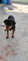 Rottweiler Puppies for sale in LIG Colony Rd, Bharat Heavy Electricals Limited, Hyderabad, Telangana 502032, India. price: 30000 INR