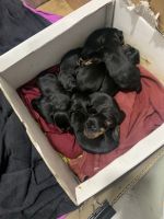 Rottweiler Puppies for sale in Dwarka, New Delhi, Delhi, India. price: 35000 INR