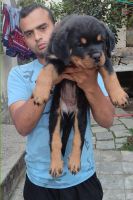 Rottweiler Puppies for sale in Nashik, Maharashtra, India. price: 25 INR