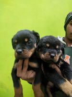 Rottweiler Puppies for sale in Patna, Bihar, India. price: 17000 INR