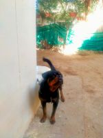 Rottweiler Puppies for sale in Jodhpur, Rajasthan, India. price: 25000 INR