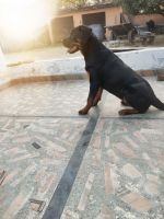 Rottweiler Puppies for sale in Amroha, Uttar Pradesh 244221, India. price: 40000 INR