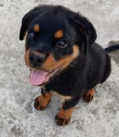 Rottweiler Puppies for sale in Pune, Maharashtra, India. price: 20000 INR