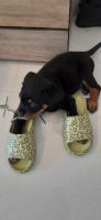 Rottweiler Puppies for sale in I C Colony, Borivali West, Mumbai, Maharashtra, India. price: 27500 INR