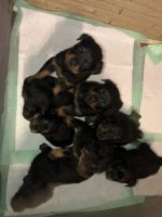 Rottweiler Puppies for sale in Star, NC 27356, USA. price: NA