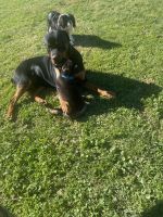 Rottweiler Puppies for sale in Spring Grove, PA 17362, USA. price: NA