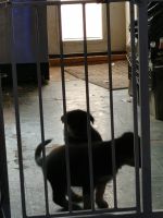 Rottweiler Puppies for sale in Marcellus, MI 49067, USA. price: NA