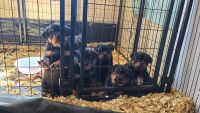 Rottweiler Puppies for sale in Trinidad, CO 81082, USA. price: NA