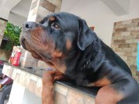 Rottweiler Puppies for sale in Pathirippala, Kerala, India. price: 60000 INR