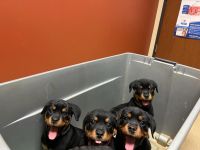 Rottweiler Puppies for sale in Findlay, OH 45840, USA. price: NA