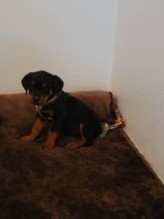 Rottweiler Puppies for sale in Phoenix, AZ, USA. price: NA
