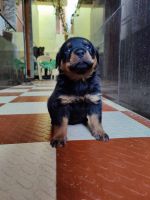 Rottweiler Puppies for sale in Halasuru, Karnataka, India. price: 18000 INR