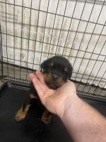 Rottweiler Puppies for sale in Xenia, OH 45385, USA. price: NA