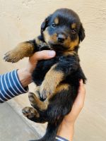 Rottweiler Puppies for sale in Delhi, India. price: 15000 INR