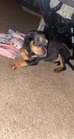 Rottweiler Puppies for sale in Columbus, OH, USA. price: NA