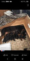 Rottweiler Puppies for sale in Philadelphia, PA, USA. price: NA