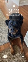 Rottweiler Puppies for sale in Mayodan, NC 27027, USA. price: NA