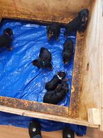 Rottweiler Puppies for sale in Kennett, MO 63857, USA. price: NA