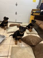 Rottweiler Puppies for sale in Union, NJ, USA. price: NA