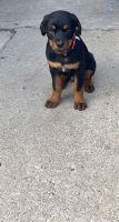 Rottweiler Puppies for sale in Chicago, IL 60641, USA. price: NA