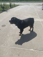 Rottweiler Puppies for sale in Vinton, IA 52349, USA. price: NA