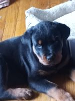 Rottweiler Puppies for sale in Detroit, MI, USA. price: NA