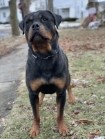 Rottweiler Puppies for sale in Olean, NY 14760, USA. price: NA