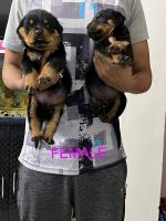 Rottweiler Puppies for sale in Baguiati, Kolkata, West Bengal, India. price: 25000 INR