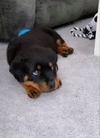 Rottweiler Puppies for sale in Newark, DE, USA. price: NA