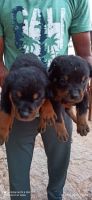 Rottweiler Puppies for sale in Nagdevanahalli, Bengaluru, Karnataka, India. price: 18000 INR