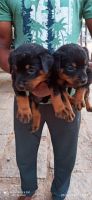 Rottweiler Puppies for sale in Gangavathi, Karnataka, India. price: 20000 INR