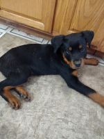 Rottweiler Puppies for sale in Stigler, OK 74462, USA. price: NA