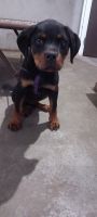 Rottweiler Puppies for sale in Ludhiana, Punjab, India. price: 8000 INR