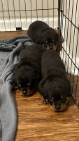 Rottweiler Puppies for sale in Ponte Vedra Beach, FL 32082, USA. price: NA
