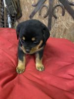 Rottweiler Puppies for sale in Milton, FL, USA. price: NA