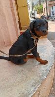 Rottweiler Puppies for sale in Tindlu, Virupakshapura, Bengaluru, Karnataka 560097, India. price: 14000 INR