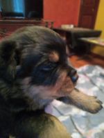 Rottweiler Puppies for sale in Hudson, FL 34667, USA. price: NA