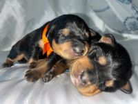 Rottweiler Puppies for sale in Detroit, MI 48209, USA. price: NA