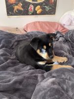 Rottweiler Puppies for sale in Oceanside, CA, USA. price: NA