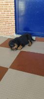 Rottweiler Puppies for sale in Hosur, Tamil Nadu, India. price: 15000 INR