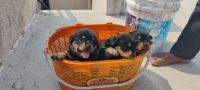 Rottweiler Puppies for sale in Bommanakatte, Shivamogga, Karnataka 577204, India. price: 15000 INR
