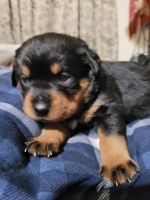Rottweiler Puppies for sale in Knoxville, IA 50138, USA. price: NA
