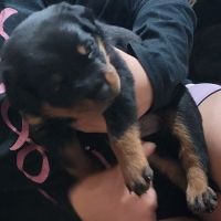 Rottweiler Puppies for sale in Casa Grande, AZ 85122, USA. price: NA