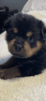 Rottweiler Puppies for sale in Houston, TX, USA. price: NA